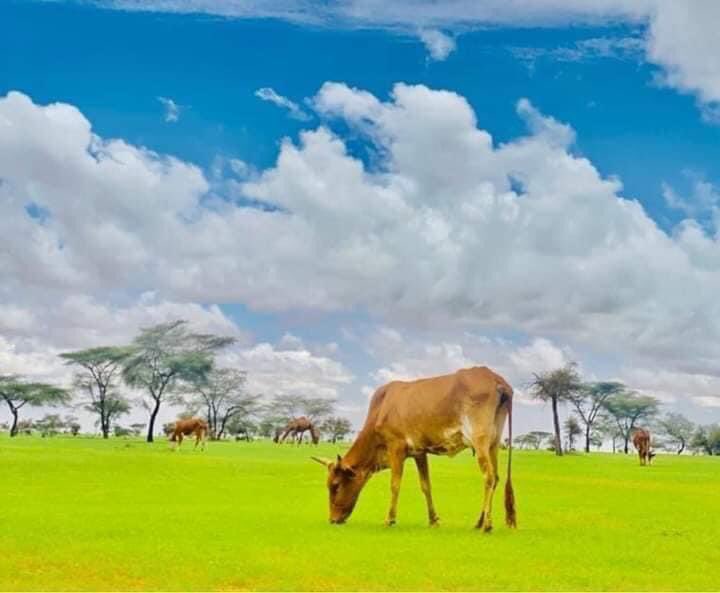 AgHamidou1's tweet photo. ليست مستنقعات ماليزيا او إندونيسيا بل هي تيمياوين اقصى الجنوب الجزائري ، الم��اخ الاستوائي يزحف إلى شمال أفريقيا حسب الخبراء سيكون تغيير مناخي كبير الاشهر المقبلة مثل ما حدث هذا الصيف من إرتفاع قياسي لدرجة الحرارة والذي كان معدلها مرتفع أكثر من الصحراء في بعض المناطق والله أعلم https://t.co/riq8ub8H8B