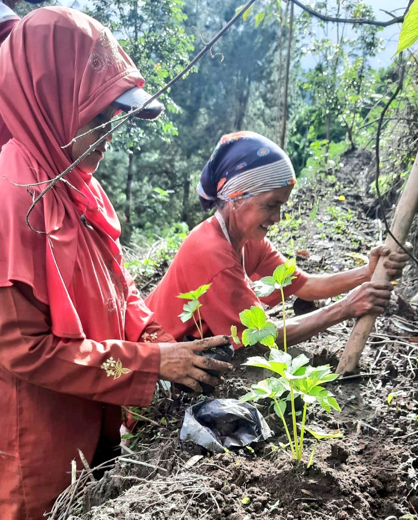 JoeTirtoDiputro's tweet photo. Ashitaba Kamandalu
100% sdh di budidayakan dan di produksi di Indonesia
.
Ledok Ombo, Poncokusumo. Malang Jawa Timur.
Untuk  20 khasiat utamanya silahkan di google yaa https://t.co/PHiK3YKbpR
