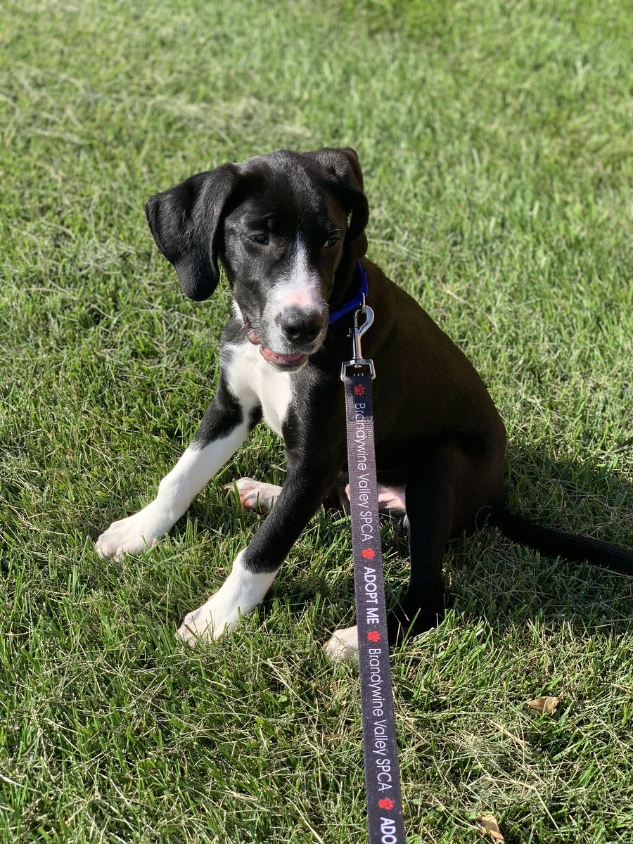 FrancescaTwin's tweet photo. Showing off this 4 month adoptable baby yesterday was so fun. When I brought him back to the SPCA, someone was already there waiting to meet him ❤️ hope he goes to a home as sweet as he is. https://t.co/aHZXkBumGF