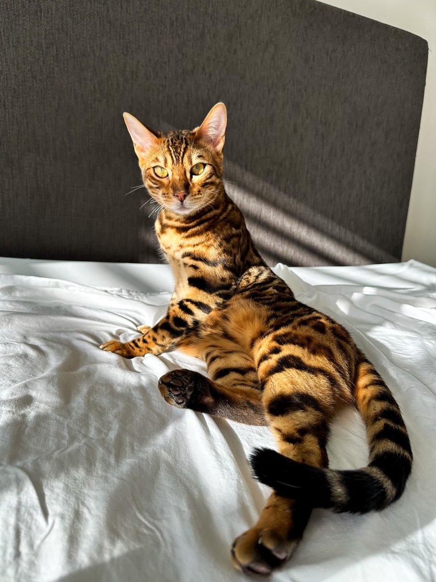 MCHobson_13's tweet photo. #Bengal #AsianLeopardCat #Kitten https://t.co/gtU0bxUlLL