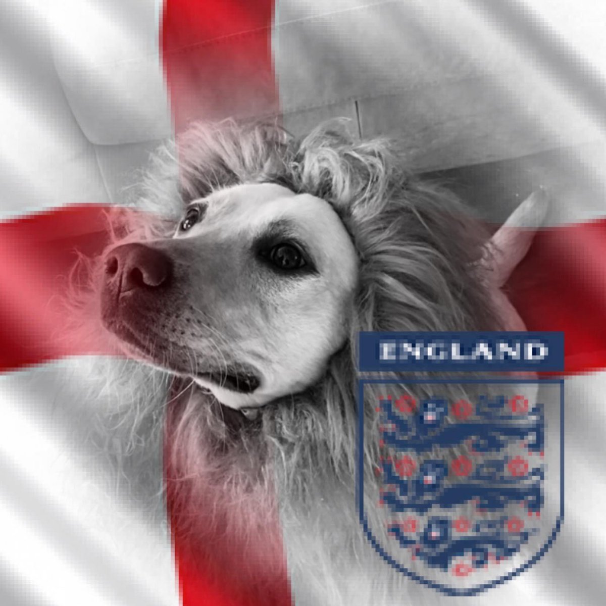Once more, rolling out the labralion to support our #Lionesses #comeonengland