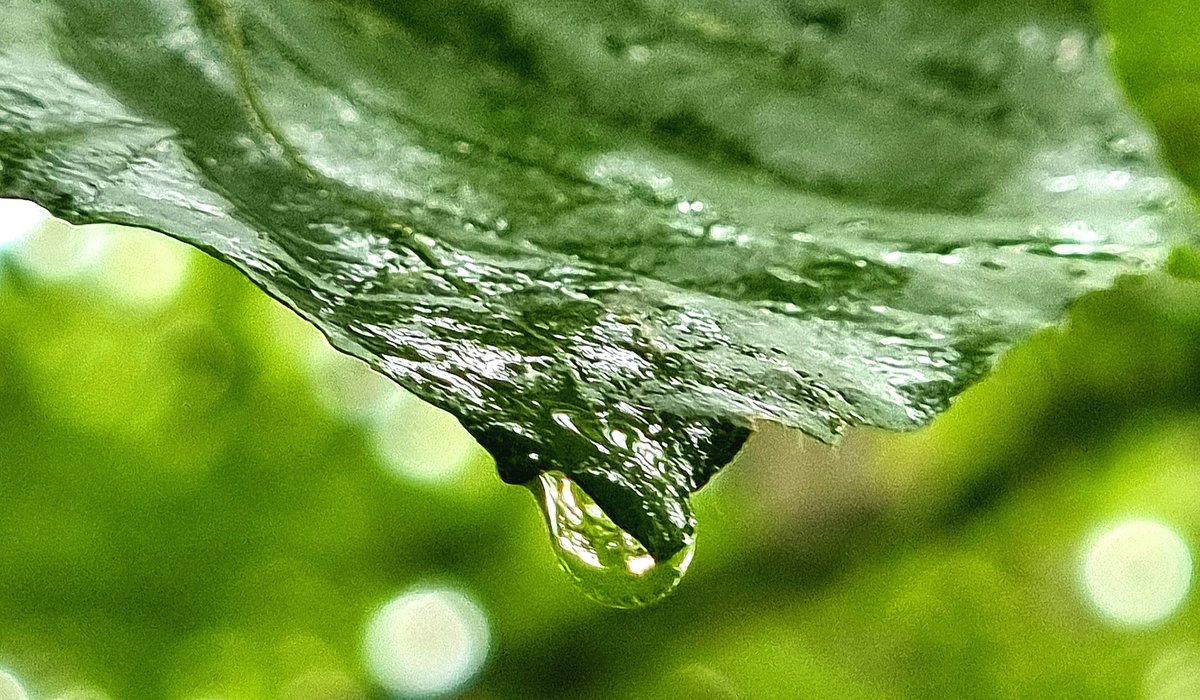 johanbraw's tweet image. Promenad längs Valjeviken #Sölvesborg