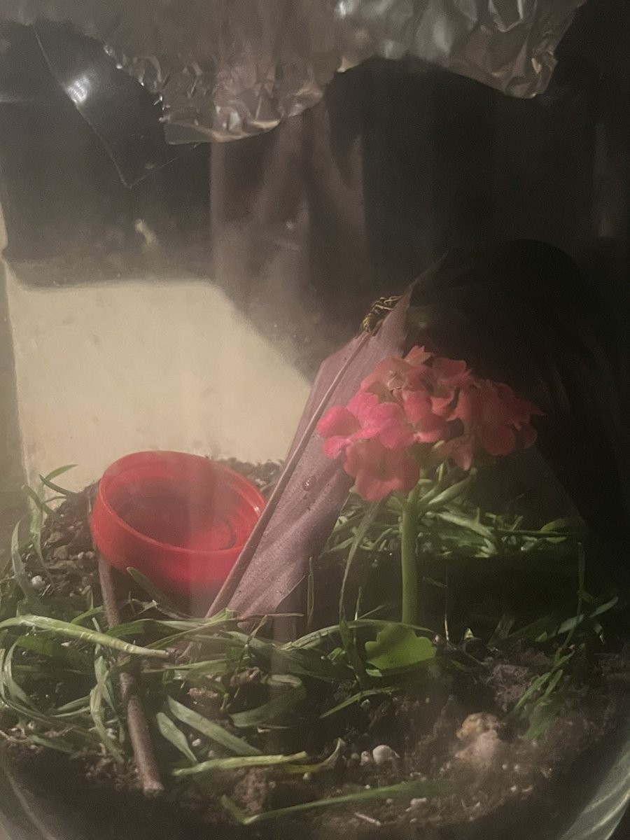 JimboJammm's tweet photo. guys i thought gerald was gone cuz i couldn't find him in his enclosure for 2 days but hes chillin i made a memorial edit bus hes fine. enjoy. https://t.co/UnnaRPUEIv