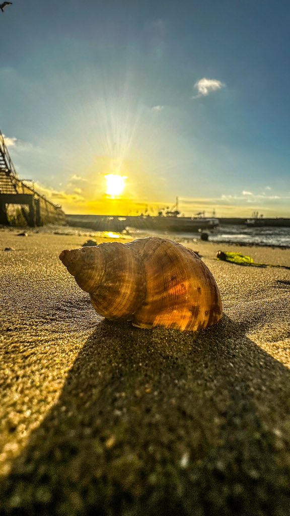 My Morning View

#shell #shells #harbour #fishingboats #seaside #sunrise_sunset_photogroup #sunrise #folkestone #worldphotographyday #folkelife #fhextraordinary #workdcupfinal #folkestoneairshow2023 #folkestoneandhythedc #photography