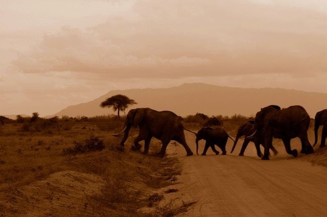 Something is magic about elephants! #nature
😃
Photo By PublicDomainPictures | Pixabay
 #elephants #crossing #road #adventure #adventures #adventuretime #adventurethatislife #adventureisoutthere