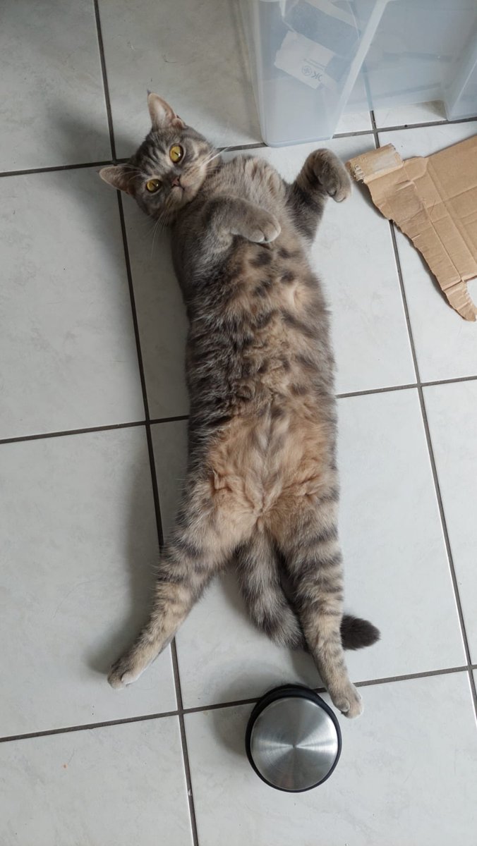 Frezzii3MP's tweet photo. @BasoStream Beom(Bom) koreanisch für Tiger 😂 und Nuki (Ableitung von Tanuki) 😂 https://t.co/RwMTXcl3Un