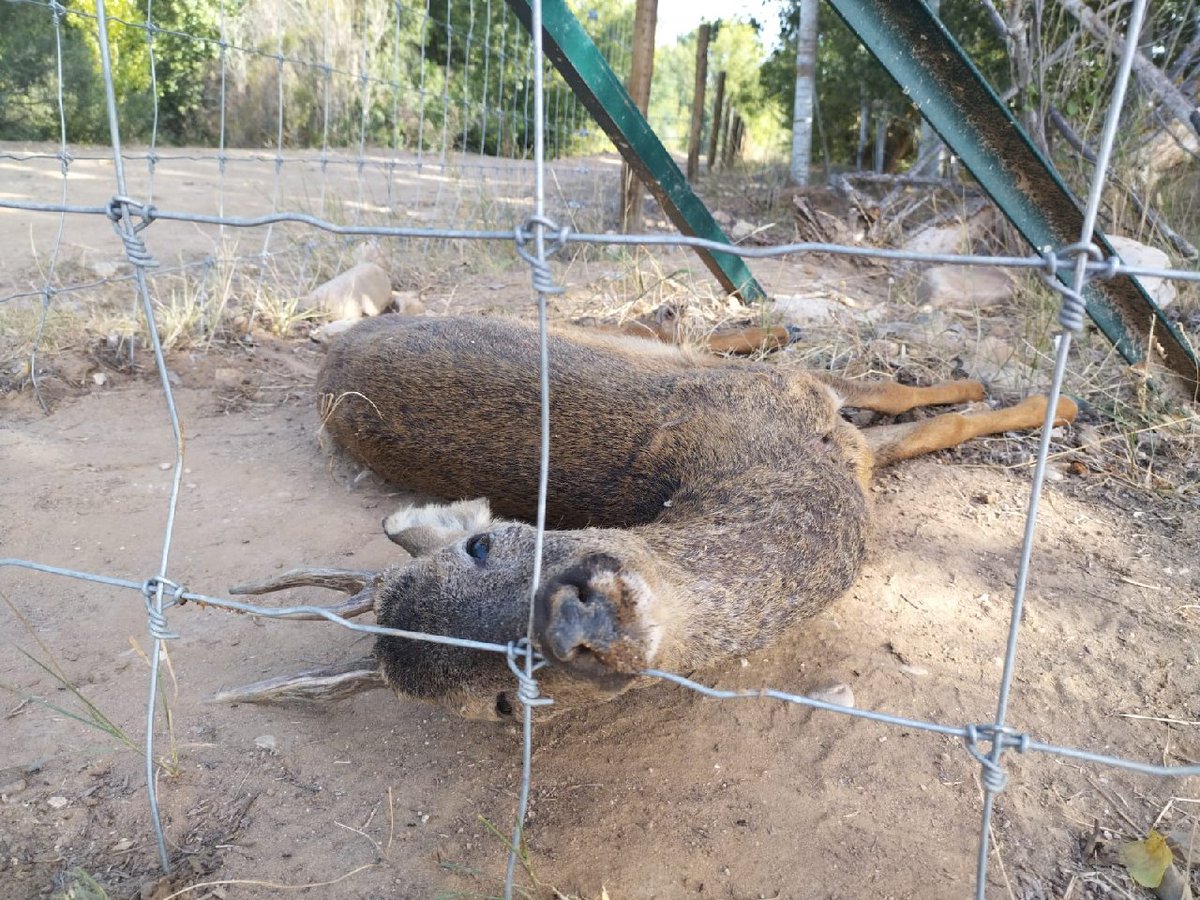 JaramaVivo's tweet photo. 🔴 Crónica de una muerte anunciada. En plena ola de calor. Aparecen tres corzos muertos junto a la valla de la empresa Sancorganic S.L, en Valdetorres de Jarama. En los últimos meses vecinxs y ecologistas venimos denunciando que esto podía suceder.  
 
Esto es intolerable. https://t.co/SrdsMyGT4D