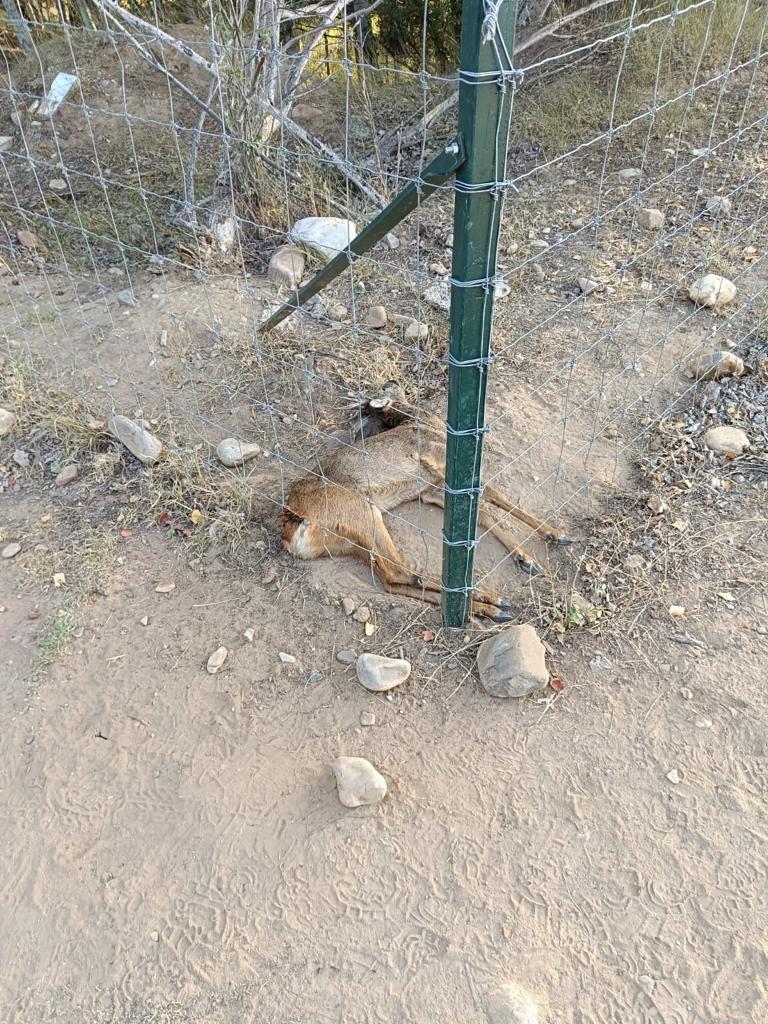 JaramaVivo's tweet photo. 🔴 Crónica de una muerte anunciada. En plena ola de calor. Aparecen tres corzos muertos junto a la valla de la empresa Sancorganic S.L, en Valdetorres de Jarama. En los últimos meses vecinxs y ecologistas venimos denunciando que esto podía suceder.  
 
Esto es intolerable. https://t.co/SrdsMyGT4D