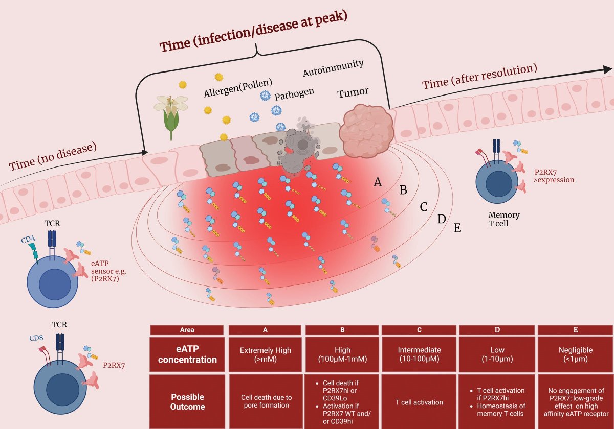 ImmunoMet's tweet image. Tissue- and temporal-specific roles of extracellular ATP on T cell metabolism and function.
#immunometabolism
rb.gy/c1qyk