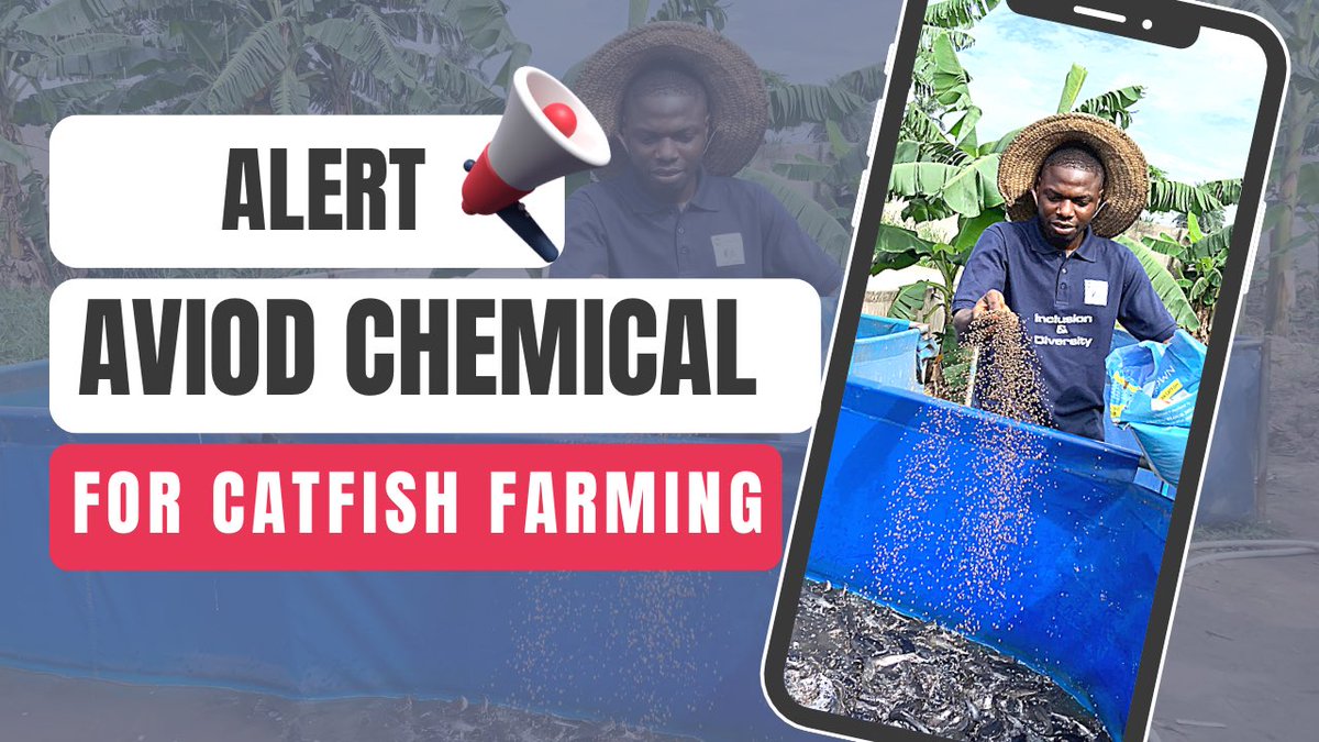 Chemical use for Big Catfish: why is not advisable 

Alert 🚨: Aviod Chemical use for Catfish Farming #catfishfarm #catfish #bigcatfish
youtu.be/-c-VrqACgo0

New Podcast Episode premiere by 4pm