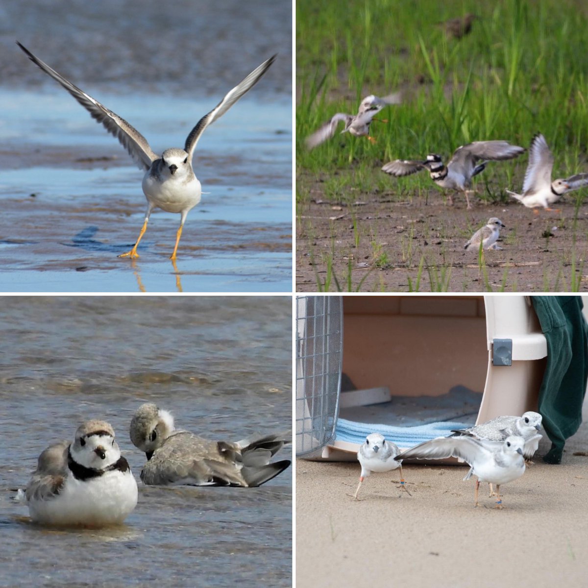 Dear Anonymous... 🤍

An anonymous donation in the amount of $15,000 has been made to the University of Minnesota Foundation in support of Piping Plover research and the Great Lakes Piping Plover Recovery Program. 🧵

📸: [l-r] Dori Levine, Judy Cheske, Ann Gunkel, <a href="/plovermother/">plovermother</a>