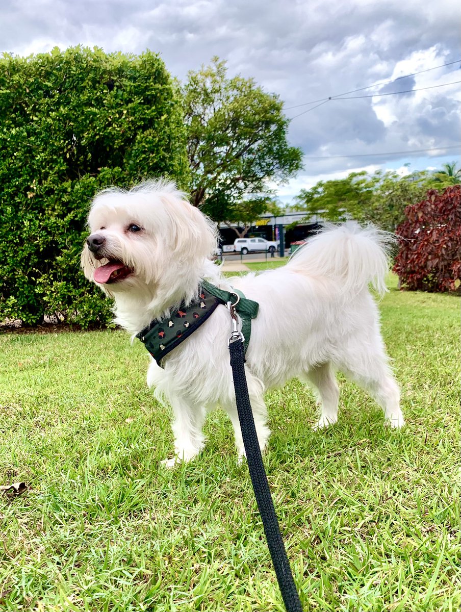 Happy #tongueouttuesday pals 🐶

Help me fetch as many donations as I can to support Australians living with low vision or blindness.

You can donate here 🔅 
pawgust.com.au/s/60916/71382/s

#dogwalk #doglover #saltywavedog #pawgust2023 #guidedogsfortheblind #guidedogsaustralia