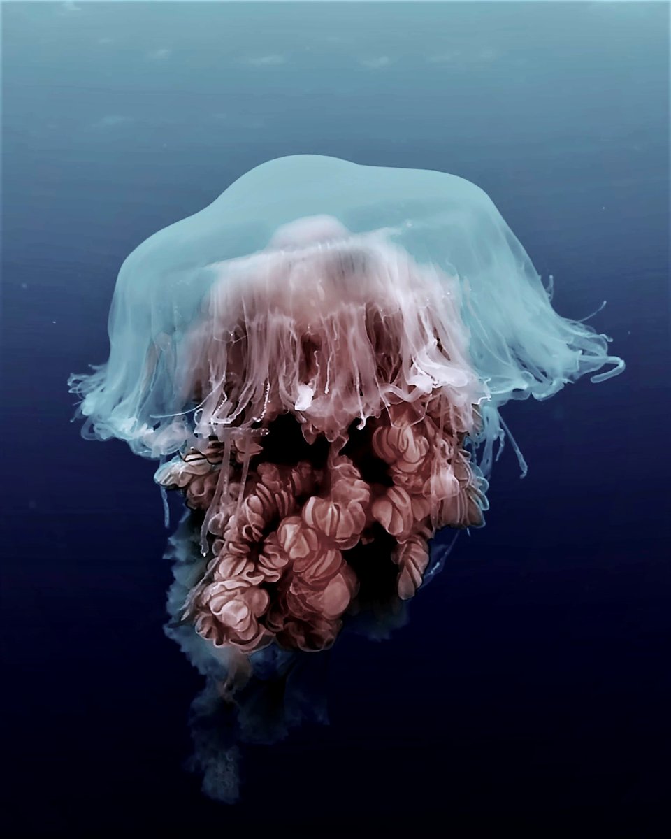 #jellyfish #bbcnature