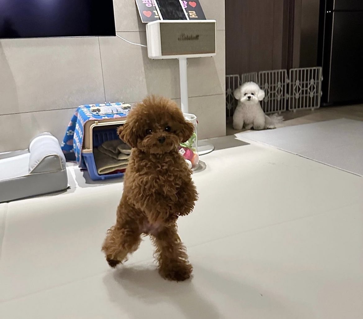 martiniposting's tweet photo. He is dancing, dancing, he says that he will never die https://t.co/gXfFV0m60m