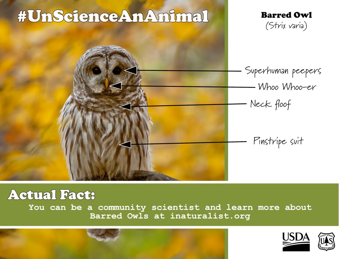 ChippewaNF's tweet photo. #WildWednesday so #UnscienceAnAnimal
The Barred Owl (Strix varia)
#communityscientist
#ChippewaNF https://t.co/ESMCJPTtgs