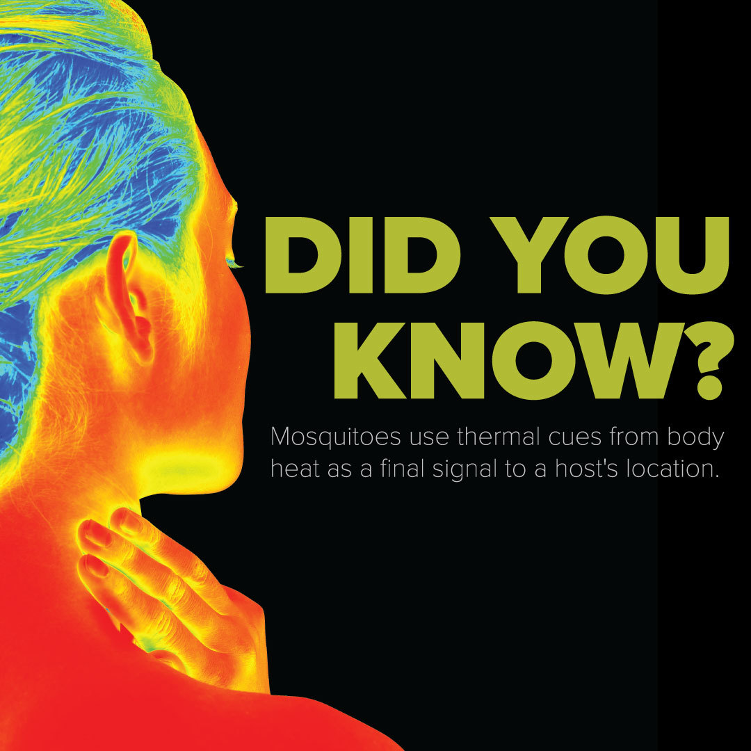 mosquitoSQUADco's tweet image. Mosquitoes can detect targets using thermal body heat! Need assistance with mosquito prevention? Reach out to us today! #MosquitoSquad
#InfraredVision #ThermalVision #Mosquitoes