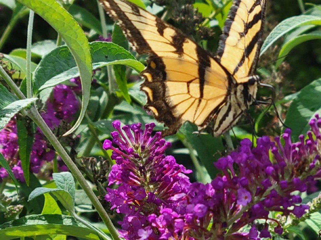 My mom crossed over into the other world two weeks ago today. I continue seeing her favorite butterfly wherever I go.