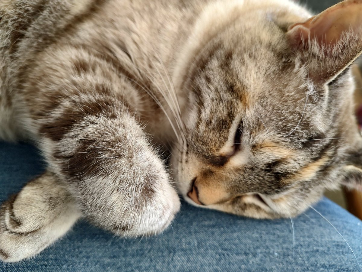 KrisOnceWas's tweet photo. @ShouldHaveCat Here's my chonky Peanut https://t.co/jHWaLFOJzm