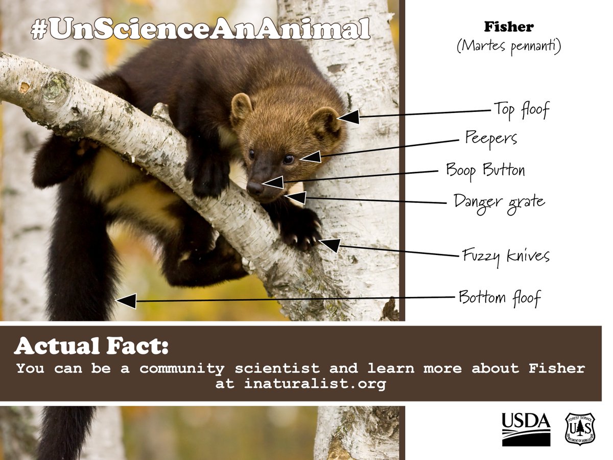 ChippewaNF's tweet photo. #WildWednesday so #UnscienceAnAnimal
Fisher
#communityscientist
#ChippewaNF https://t.co/prJWi23gOw