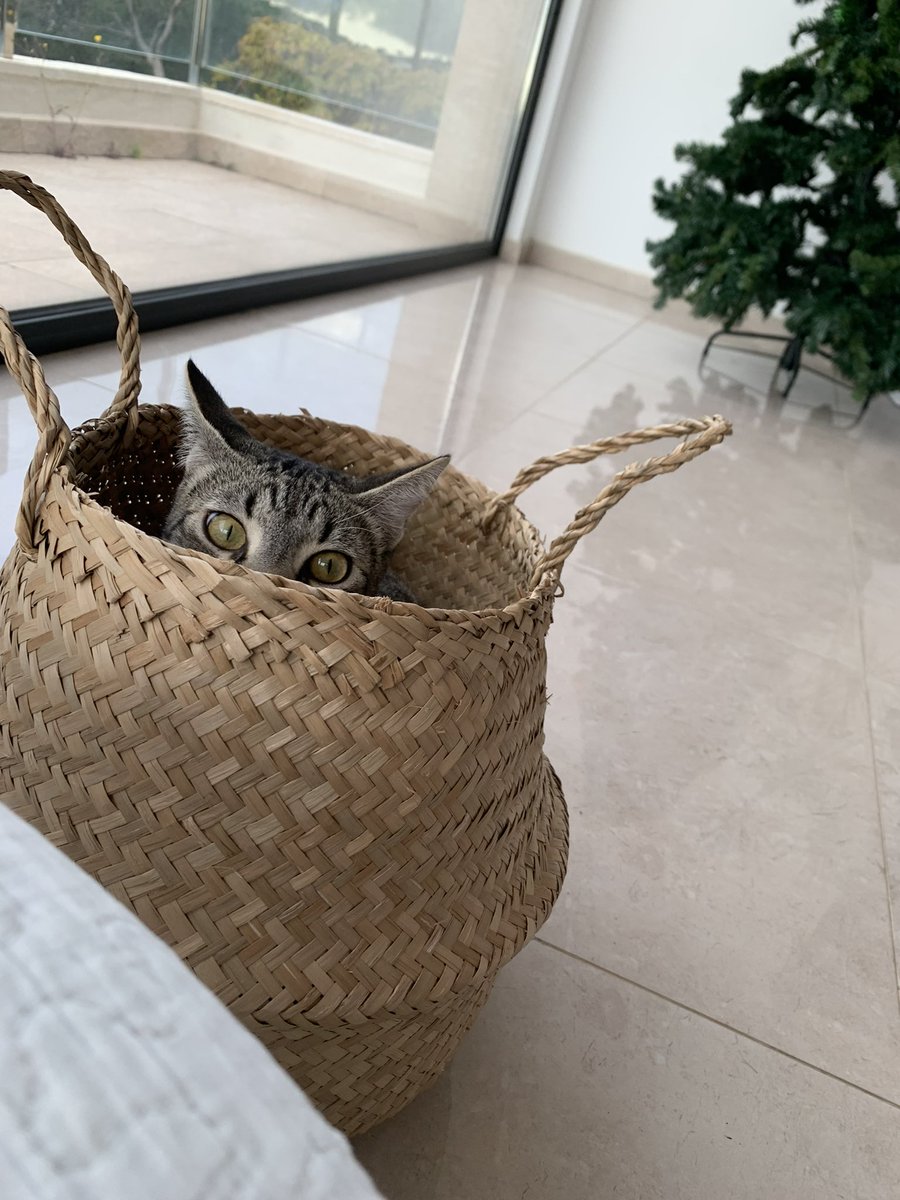 olgaclapes's tweet photo. @Lahierritos Mai Mai (perquè vaig dir que mai mai més tindria un gatete quan se’m va morir la primera: vam acollir el Mai Mai al cap d’un mes!) https://t.co/US3NXLlM3G