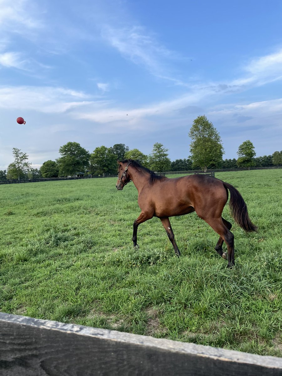 theTDN's tweet photo. Fun Fact ⭐️ When it came to sale prep ahead of his trip to Saratoga, this Gun Runner colt came up with an added exercise: throwing and fetching his own Jolly Ball! 

The colt doesn’t go anywhere without it, which you’ll see if you visit him in Barn 8 🏀 

📸: David Wade https://t.co/IfgtAkMUos