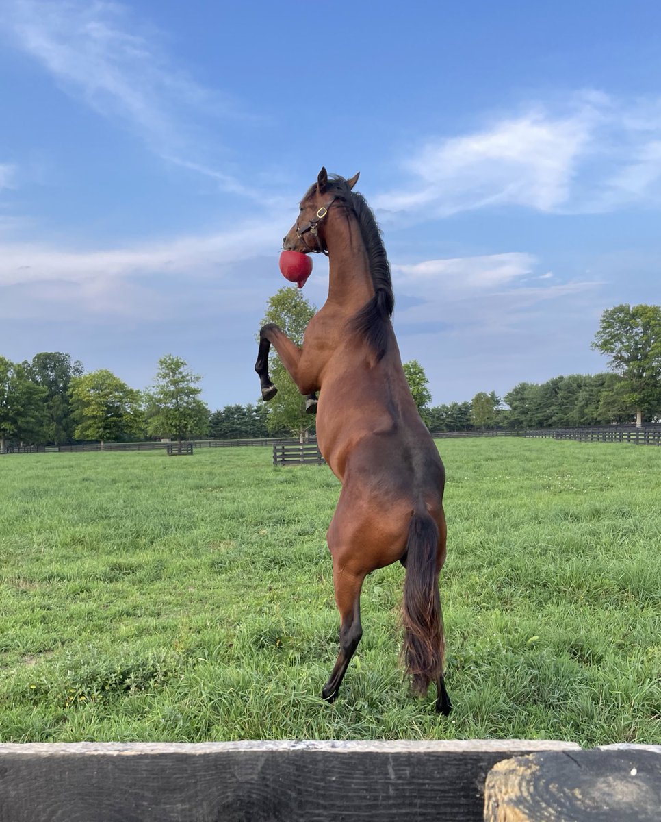 theTDN's tweet photo. Fun Fact ⭐️ When it came to sale prep ahead of his trip to Saratoga, this Gun Runner colt came up with an added exercise: throwing and fetching his own Jolly Ball! 

The colt doesn’t go anywhere without it, which you’ll see if you visit him in Barn 8 🏀 

📸: David Wade https://t.co/IfgtAkMUos