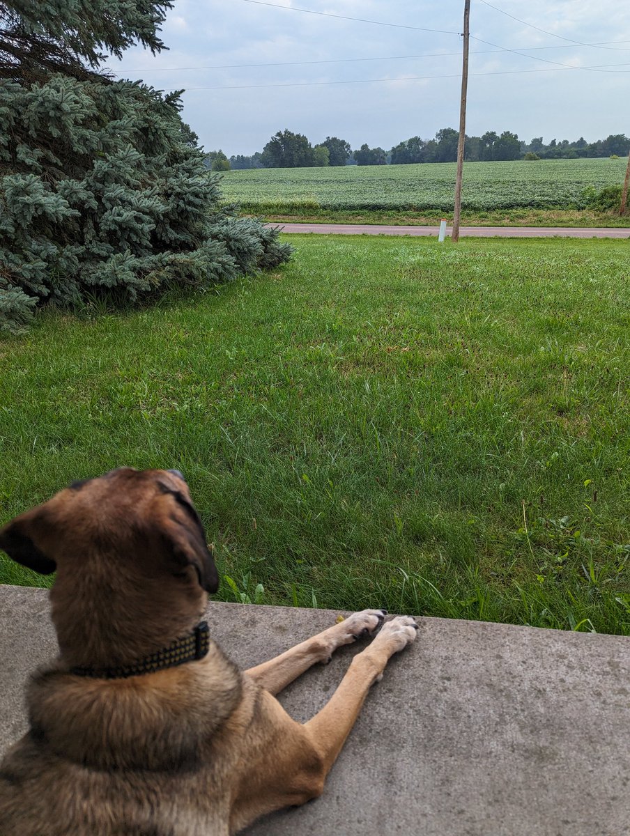 ReaderRBS's tweet photo. Enjoying these last leisurely mornings on the porch with my pup and my coffee. #dogmom #teacherlife #wheredidsummergo https://t.co/oPIEAQooW7