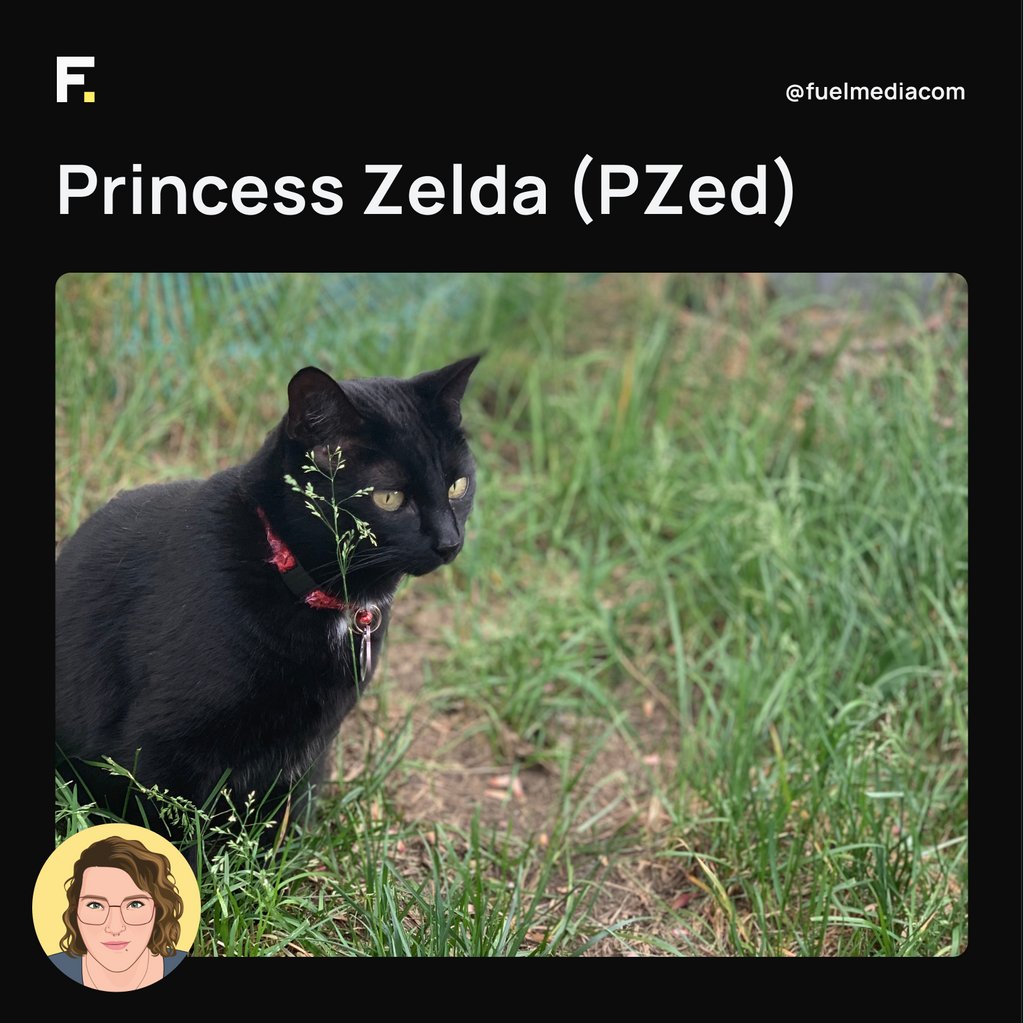 Today, we recognize the importance of our furry coworkers on International Cat Day. They may not be the best at typing, but they definitely make our workday more enjoyable! Share a photo of your office cat in the comments below 🐾😸