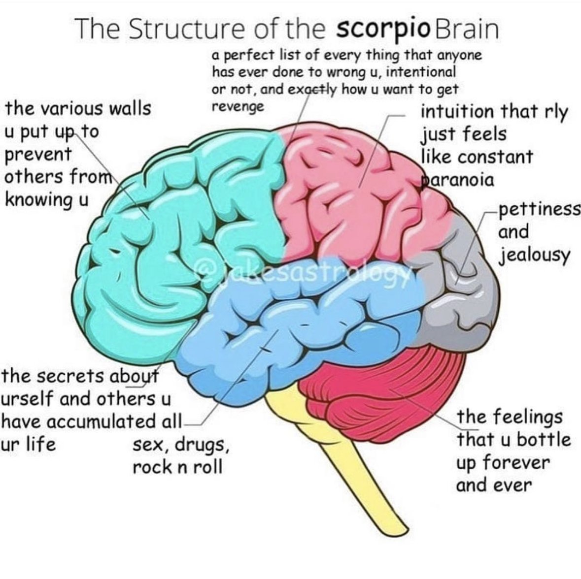 ScorpioSeason's tweet photo. The structure of a #Scorpio brain 🧠

#scorpio #scorpiomemes #scorpioseason #teamscorpio ♏️🦂 https://t.co/15zcCmHaFa