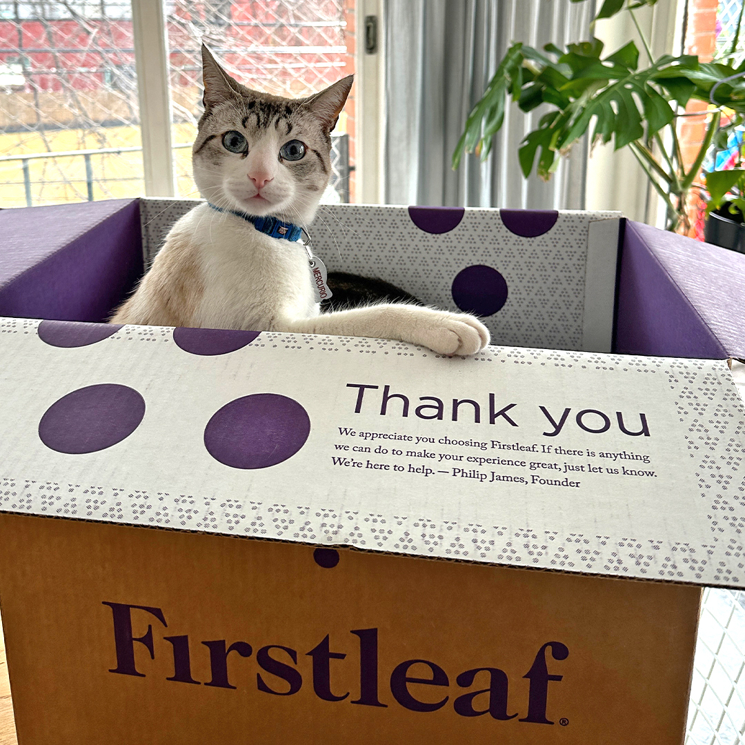 firstleafwine's tweet photo. Discover the purr-fect wine to match your tastes #Firstleaf #CatDay #PurrfectPairing #WineLovers https://t.co/pTlko0aQBZ