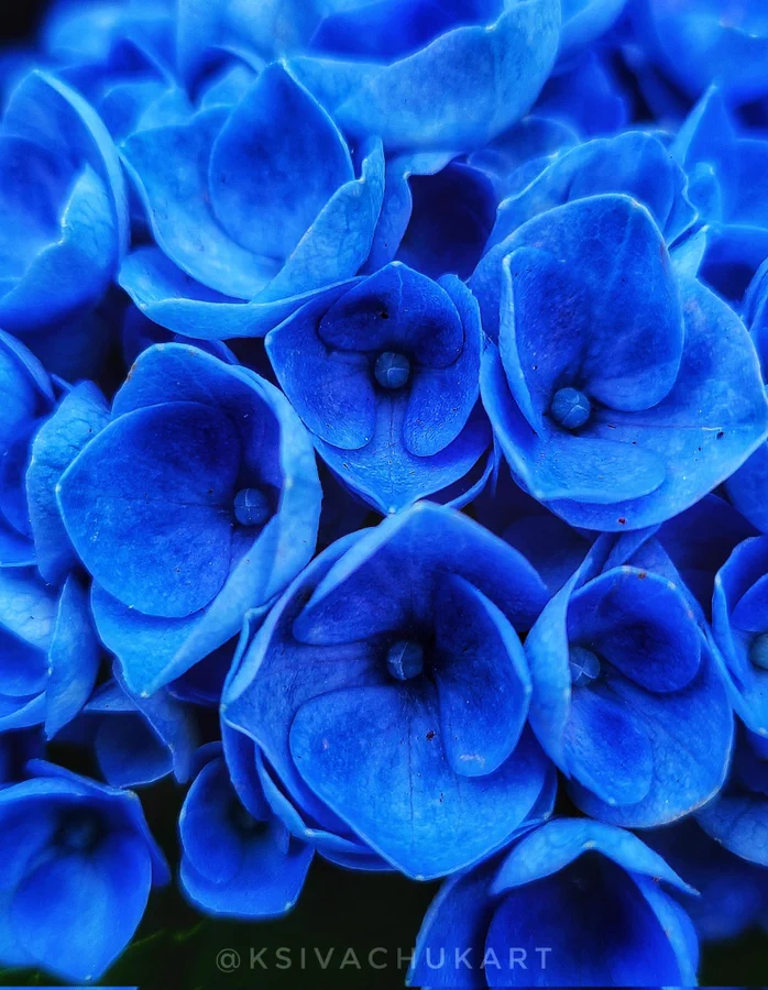 DesignsPhotoArt's tweet photo. Photographers, it's #TuesdayBlue 
Share your photo.
Retweet this thread for more exposure. 
Follow me for more photography challenges and threads. 
Follow, Like, RT artists you like. 
Have Fun !
#PhotographyIsArt 
#GallerybyKarina
 photo by Karina Sivachuk https://t.co/5bfrr5INll