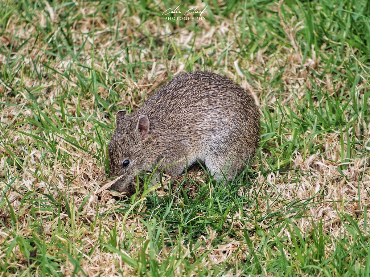 "Crash"

Adult Southern brown bandicoots have a body length of about 30cms, a short, thin tail with a pointed end, and weigh 400-1600 grams. Omnivorous, they consume invertebrates, various plant material such as leaves, fruits and seeds and fungi.

Bike Track, Howrah, Tasmania.