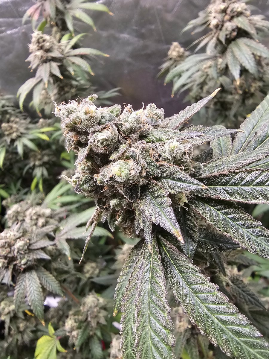 CHOP CHOP!! this weekend 😁 going to try 48hours of darkness  🤷‍♂️ 🍇⛽️ has my place funky AF!  #Mmemberville #compoundgenetics #growyourown #CannabisCommunity