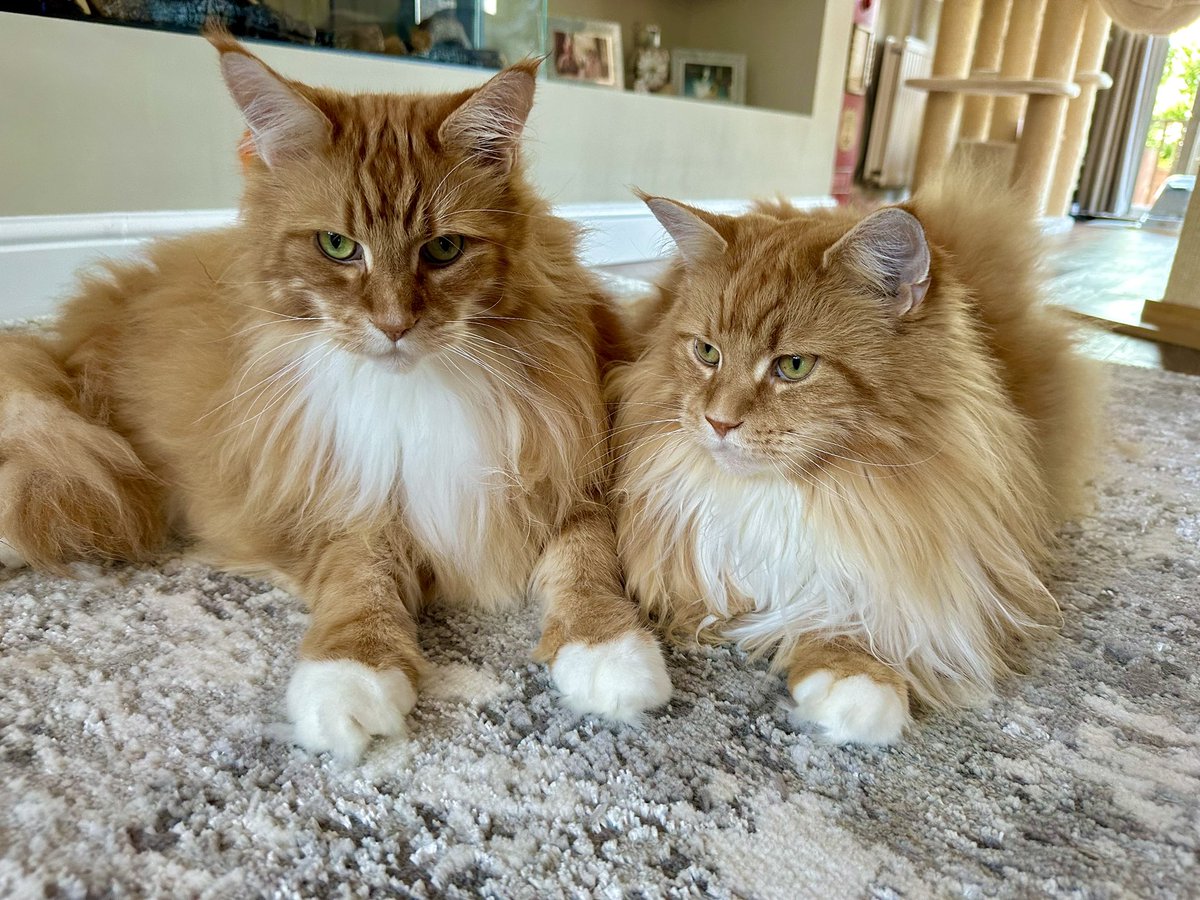 Definitely no shenanigans going on here, move along 😹😹🦁🦁 #teamfloof #CatsOfTwitter