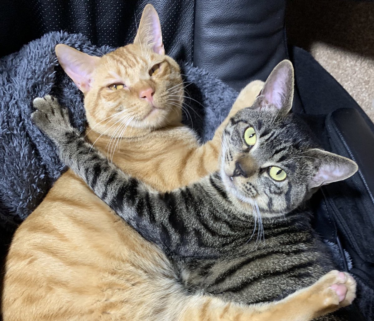 TaMu1721's tweet photo. #世界猫の日
#世界猫の日フォトコンテスト

世界中の猫様たちに幸あれ、、！！ https://t.co/DqUN7mCHf2