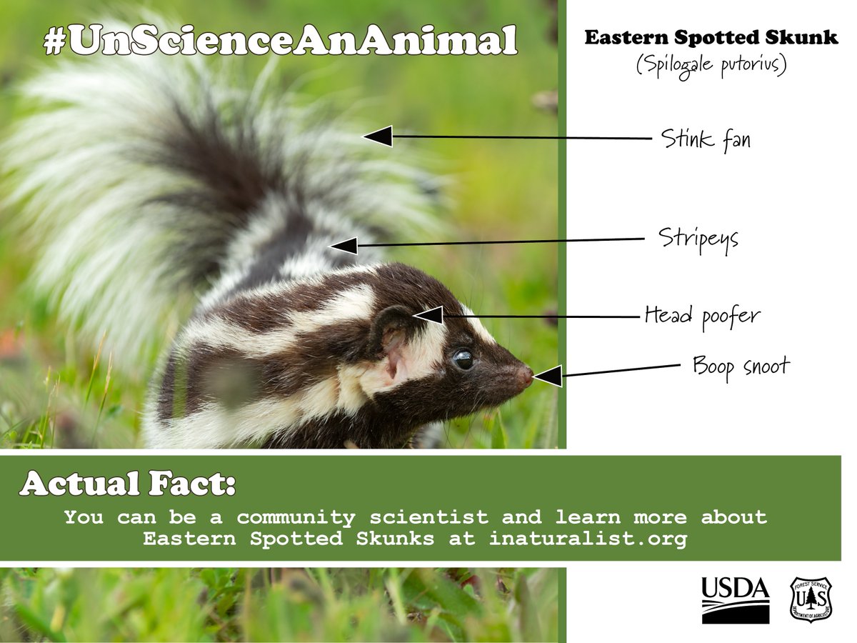 ChippewaNF's tweet photo. #WildWednesday so #UnscienceAnAnimal
Spotted Skunk (Spilogate putorius)
(Despite intensive efforts to locate them, a maximum of 6 eastern spotted skunks have been documented in the last 20 years in Minnesota.)
#communityscientist
#ChippewaNF https://t.co/wqe6EwCmQu
