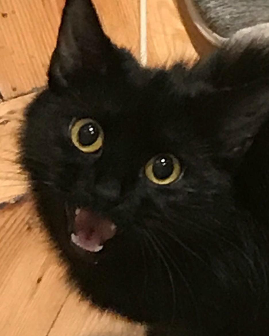 MissOrlans's tweet photo. @scholasticuk Cosmo, who I’m sure would be welcomed by our Jinx! ✨ 🐈‍⬛ https://t.co/iMKOP5mjmO