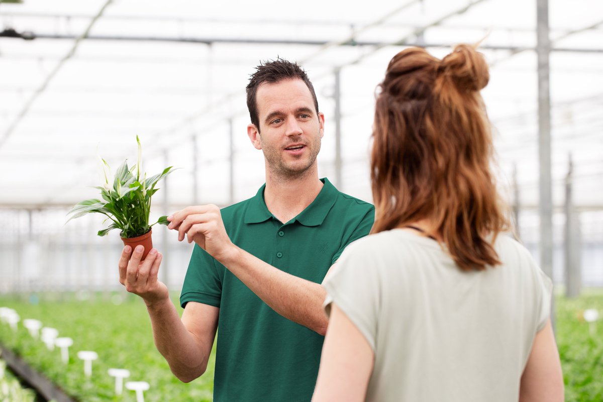 Ligt het interne #logistieke #proces van onze locatie aan de Kanaalweg 20 binnenkort in jouw handen? Van #ingangskeuringen tot aan het helpen #wijderzetten van #Spathiphyllums. 
Lees hier alles over deze afwisselende functie en sluit je aan bij het team! kpholland.nl/nl/werken-bij/…