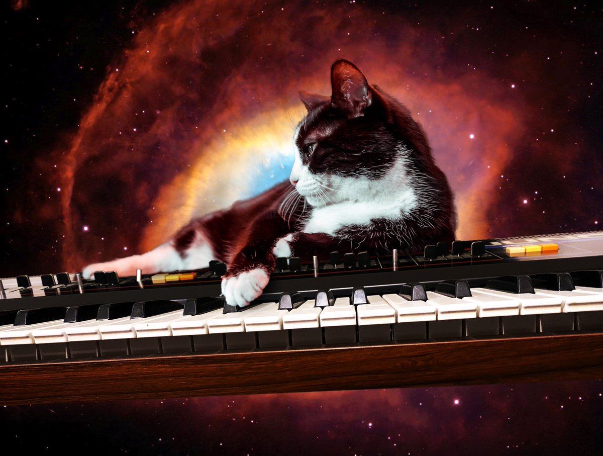 cats synths space tweet media