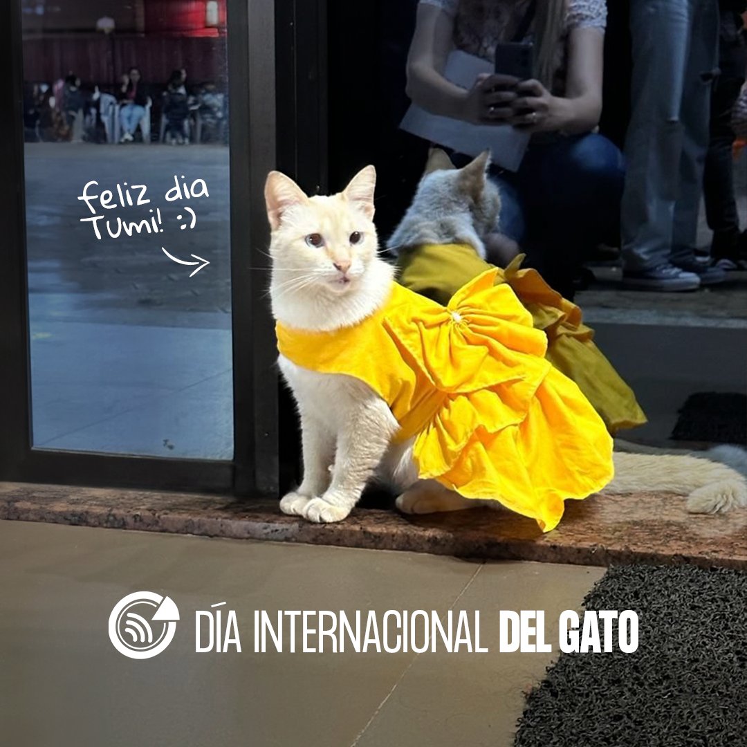 Neotelecompy's tweet photo. En este día especial, celebramos con amor a Tumi, nuestra querida mascota. 🐈
Que con su presencia y ronroneo nos llena de alegría y ternura.
¡Feliz Día Internacional del Gato! 😻❤️
#Neotelecom https://t.co/jO6SBDn592