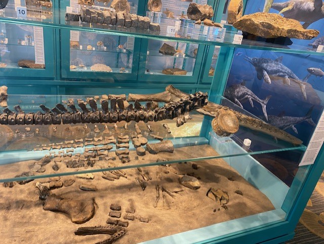Northlincmuseum's tweet photo. How about this for a beast?
A Plesiosaur? Well just his skeleton.
(Image is what he would have looked like)
#MuseumsDoSummer
#Museums #Collection #Plesiosaur #SeaBeast https://t.co/ajBLqnaEKJ