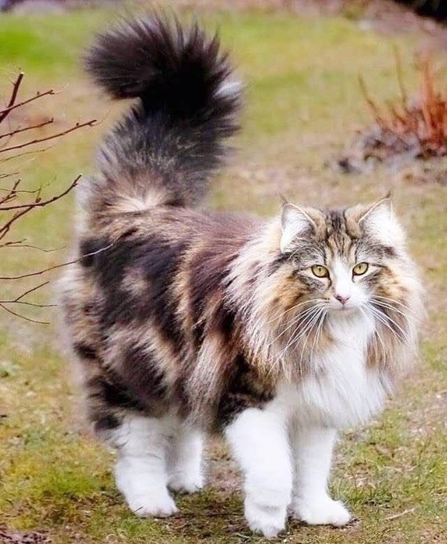 sannaakbr's tweet photo. https://t.co/OsuNg1BvA7
#اليوم_العالمي_للقطط🐈🐈‍⬛
دعوة ارفعها لرب السماء، أن يحمي ويحفظ #قطط العالم وينعم عليهم بحياة سعيدة ويبعد عنهم الاذى،ويحنن قلوب البشر
عليهم
#معلومة🤍💐🍃
قبل أربعة آلاف عام بدأ أغنياء المصريين القدماء بتربية القطط كحيوانات منزلية أليفة
#InternationalCatDay https://t.co/8nWYUGRF5J