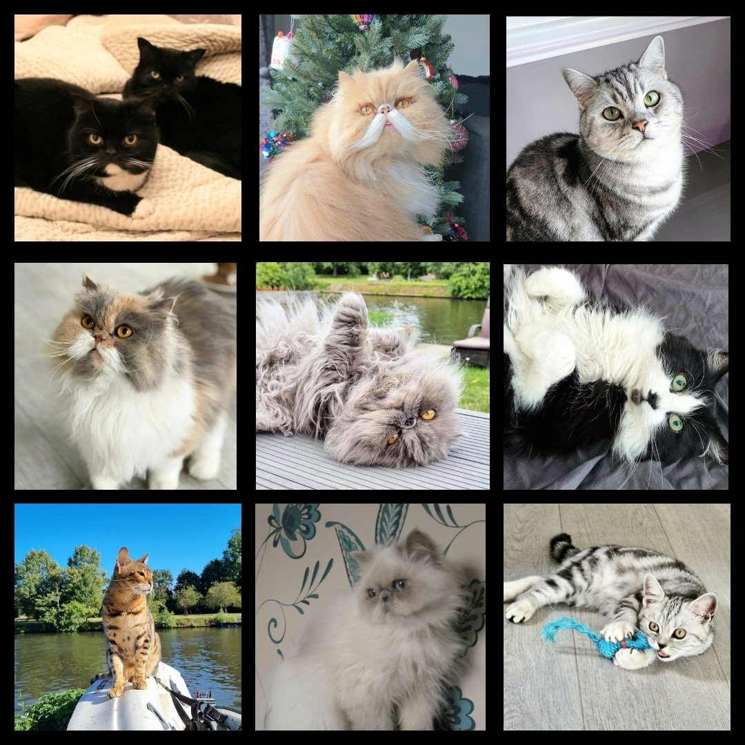 On #InternationalCatDay thanks <a href="/TwickenhamVets/">Twickenham Vets</a> for looking after our crew over the years 🩷