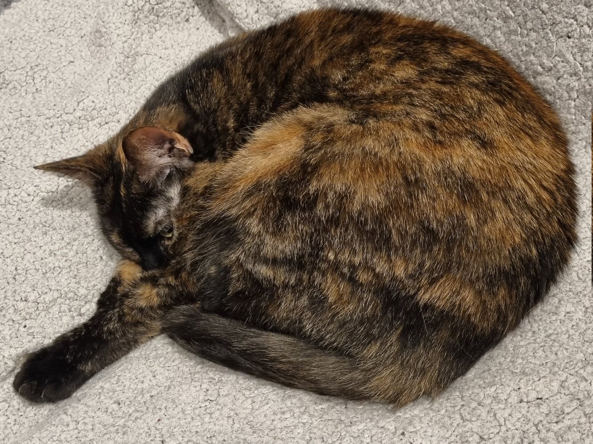BigFuzzyYak's tweet photo. This cat's hearing is so good... she always knows when my phone is taking a photo of her. #CatTuesday #CatsOfTwitter https://t.co/wseRtE0o9E