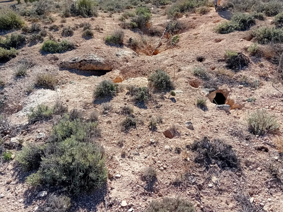 A trip yesterday to Jarama with two Canucks and a Yank. We visited the British Battalion positions where Bert "Yank" Levy was captured and the Lincoln positions of their attacks on 23rd and 27th February 1937. 40 Canadians were in the Lincolns and 9 were killed here.