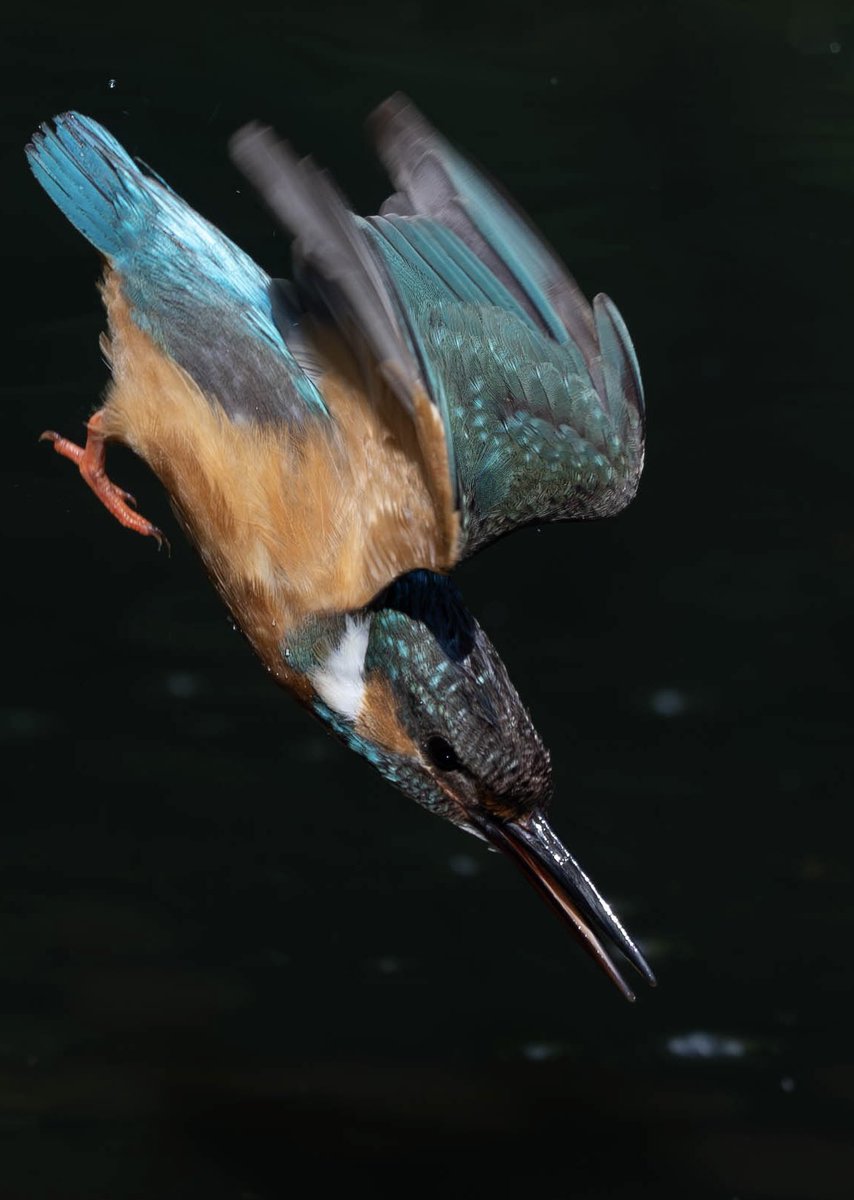 BASS_MEG's tweet photo. #カワセミ
#kingfisher
#α1
#SEL600f4
#FE600f4 https://t.co/ua2HXoyJ6S