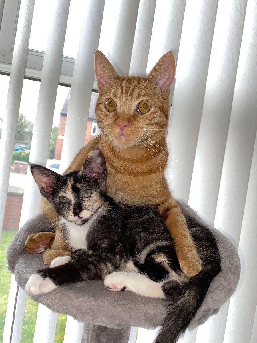 TTGames's tweet image. Ron and Mika here help @CCGameDesign . They often go visit their friend Panther next door but lose their tracker in the garden.