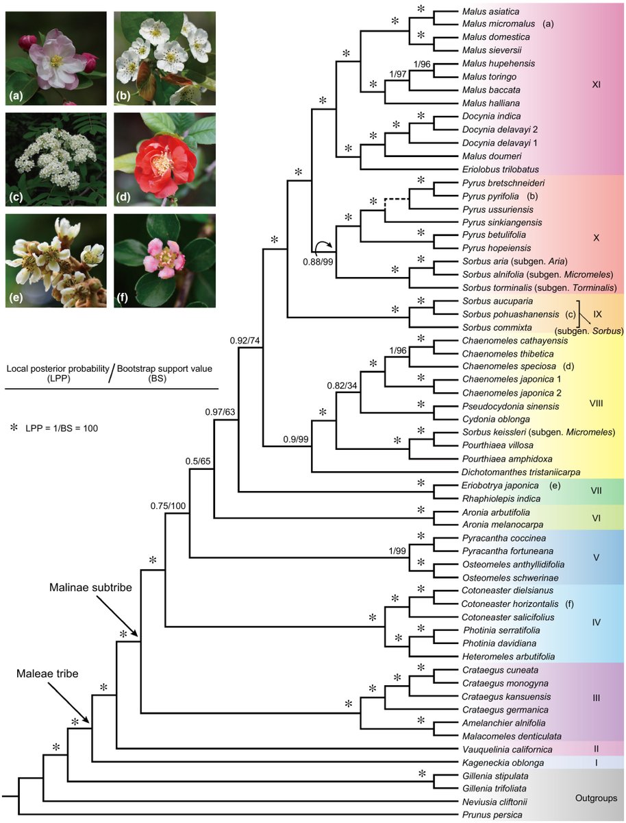 New Phytologist tweet media