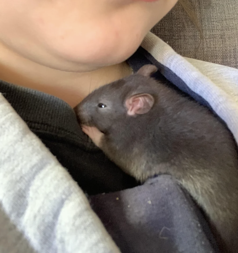 dailybeanbabies's tweet photo. https://t.co/qHUmaKN8X3