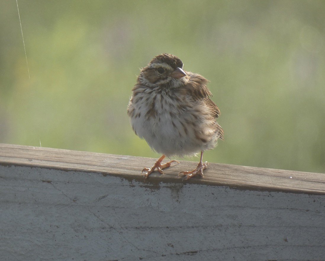 Little Song Sparrow on a foggy morning. Have a good Tuesday all. #birds #birding #birdphotography #BirdsOfTwitter